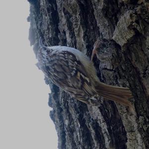 Short-toed Treecreeper