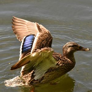 Mallard