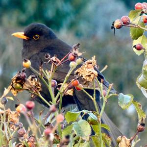 Eurasian Blackbird