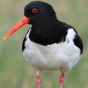 Eurasian Oystercatcher