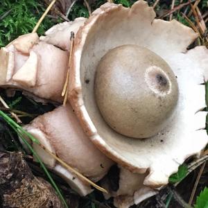 Collared Earthstar