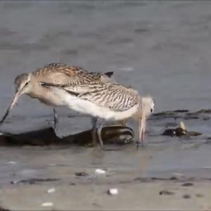 Bar-tailed Godwit