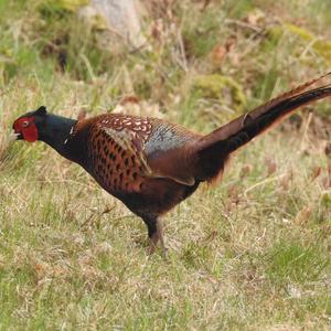 Common Pheasant