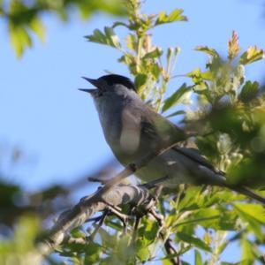 Blackcap