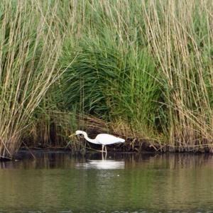 Great Egret