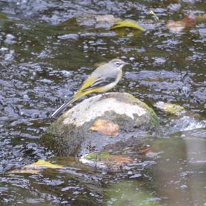 Grey Wagtail