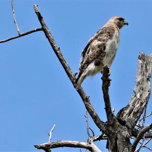 Rotschwanzbussard