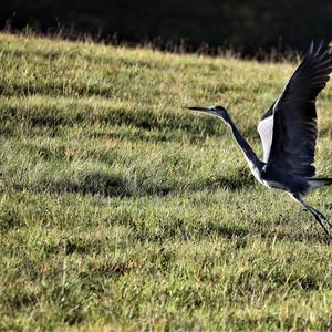 Grey Heron