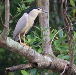 Black-crowned Night-heron