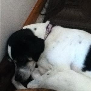 Unknown Breed