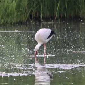 White Stork