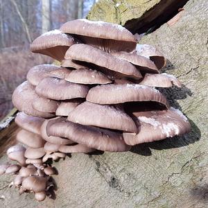 Oyster Mushroom