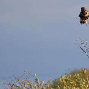 Mäusebussard