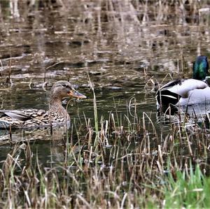 Mallard