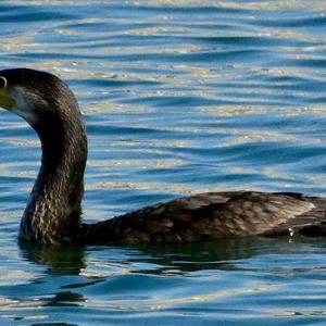 Great Cormorant