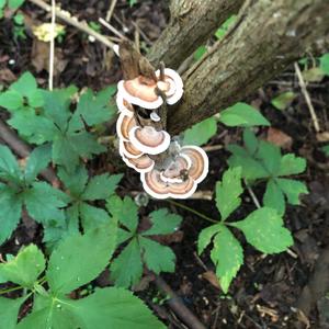 Turkey-tail