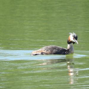 Great Crested Grebe