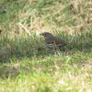 Song Thrush