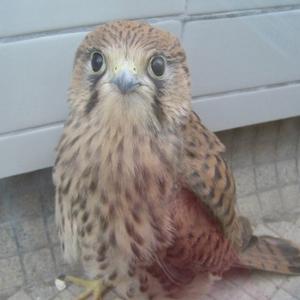 Common Kestrel