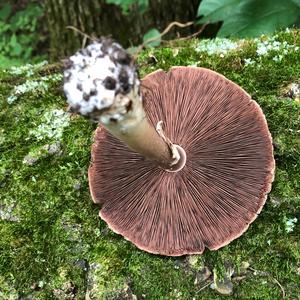 Agaricus impudicus