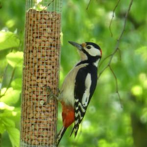 Great Spotted Woodpecker