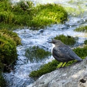 White-throated Dipper