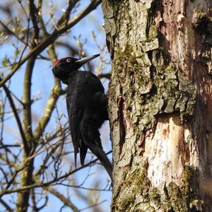 Black woodpecker