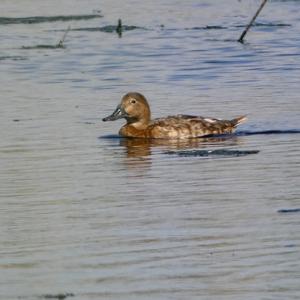 Common Pochard