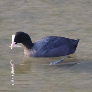 Common Coot