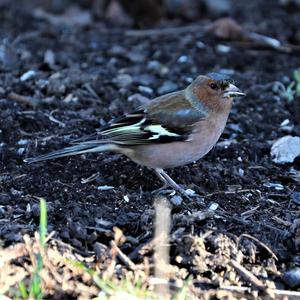 Eurasian Chaffinch