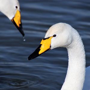 Whooper Swan