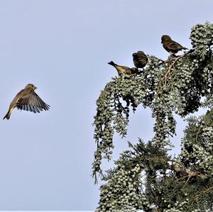 European Greenfinch