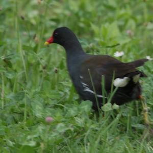 Common Moorhen