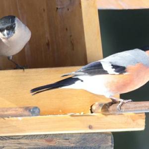 Eurasian Bullfinch