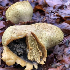 Pigskin Poison Puffball