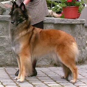 Belgian Tervuren