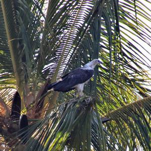 White-bellied Sea-eagle