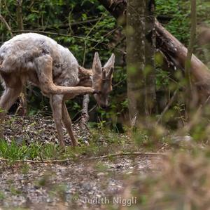 European Roe Deer