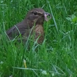 Eurasian Blackbird