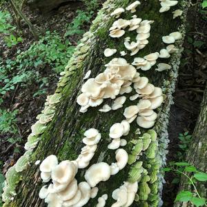 Oyster Mushroom