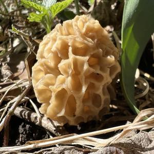 Yellow Morel