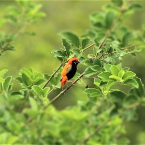 Zanzibar Bishop