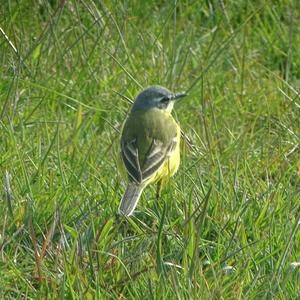 Yellow Wagtail