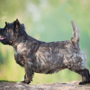 Cairn Terrier