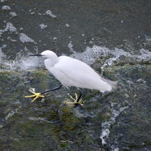 Little Egret