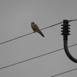 Common Kestrel