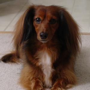 Dachshund