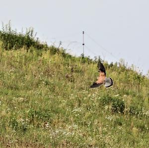 Common Kestrel