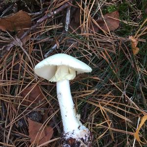 Destroying Angel