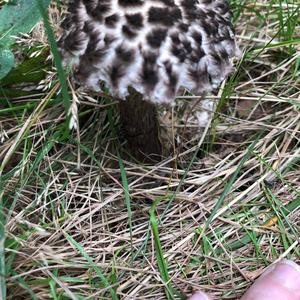 Old Man of the Woods